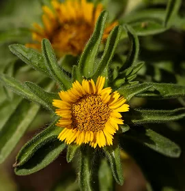 Gelbe Blüte der Arnica montana in Nahaufnahme
